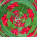 Red flowers arrange over green leave