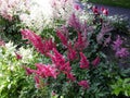 Red flowers of Astilbe Japonica Montgomery, False Spirea in the garden. Royalty Free Stock Photo