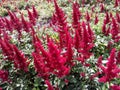 Red flowers of Astilbe Japonica Montgomery, False Spirea in the garden.