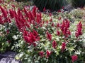 Red flowers of Astilbe Japonica Montgomery, False Spirea in the garden. Royalty Free Stock Photo