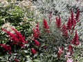 Red flowers of Astilbe Japonica Montgomery, False Spirea in the garden. Royalty Free Stock Photo