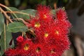 Red flowers of an Australian native flowering gum tree Royalty Free Stock Photo