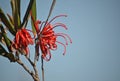 Red flowers of Australian native Grevillea oleoides Royalty Free Stock Photo