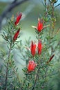 Red flowers of the Australian native Mountain Devil