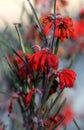 Red flowers of the Australian native Red Ochre Spider Flower, Grevillea bronwenae, family Proteaceae Royalty Free Stock Photo