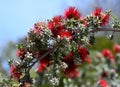 Red flowers of the Australian native shrub Granite Kunzea, Kunzea pulchella, family Myrtaceae