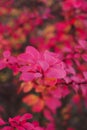 Red flowers of autumn