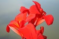 Red flowers background,asia Royalty Free Stock Photo