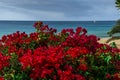 Red flowers in the background a beach Royalty Free Stock Photo