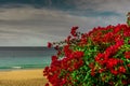 Red flowers in the background a beach Royalty Free Stock Photo