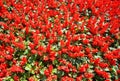 Red flowers background