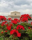 Red flowers on the background of the Bolshoy Theater. Moscow