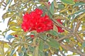 Red flowers background,Rhododendron arboreum Azalea in doi inthanon National park of Thailand in Chiang Mai,highest mountain of Th