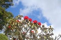 Red flowers background,Rhododendron arboreum Azalea in doi inthanon National park of Thailand in Chiang Mai,highest mountain of Th