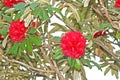 Red flowers background,Rhododendron arboreum Azalea in doi inthanon National park of Thailand in Chiang Mai,highest mountain of Th