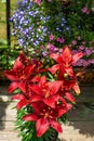 Red flowers on balcony with droplets of rain.