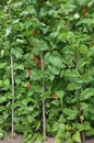 Red flowers of the bean plants in the vegetable garden Royalty Free Stock Photo