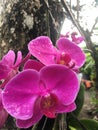 Red flowers beautiful flower orchid flowers