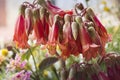 Red Flowers,The Beautiful Red Flowers Of Cotyledon orbiculata, Pig`s-ear In The Spring Royalty Free Stock Photo