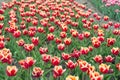 Red flowers with beautiful yellow on inside. Colorful field tulips. Beautiful bright tulips fields. Enjoying spring day Royalty Free Stock Photo