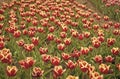 Red flowers with beautiful yellow on inside. Colorful field tulips. Beautiful bright tulips fields. Enjoying spring day Royalty Free Stock Photo