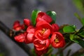 Red flowers of japanese quince Royalty Free Stock Photo