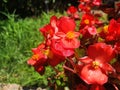 Red flowers begonia cucullata