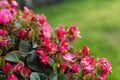 Red flowers of begonia semperflorens in the garden