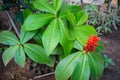 Red flowers with big leaves in the garden. Beautiful flowers Royalty Free Stock Photo