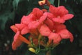 Red flowers - Bignonia Unguis -cati