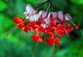 Red flowers of bleeding heart vine, Clerodendrum thomsoniae `Delectum` Royalty Free Stock Photo