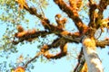 Top of Ceiba tree at Caracol Archeological Site, Belize Royalty Free Stock Photo