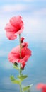 Minimalist Hollyhock Mobile Wallpaper For Gourmet And Samsung Q800t