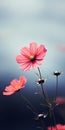 Minimalist Cosmos Flower Wallpaper For Outstanding And Samsung Q80t