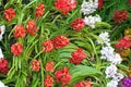 Red flowers blooming background, Orchids flower at Chiang Mai Flower Festival,Held in February of each year