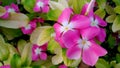 Red flowers blooming in a beautiful nature garden, Madagascar periwinkle, Rose periwinkle Royalty Free Stock Photo