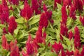 Red flowers blooming in garden, Celosia flower or Cockscomb Royalty Free Stock Photo