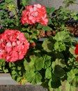 Red flowers blooming in garden, nature photography, natural gardening background, floral wallpaper