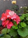 Red flowers blooming in garden, nature photography, natural gardening background, floral wallpaper