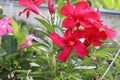 Red flowers blooming on green leaves and tree with copy space closeup in the garden. Royalty Free Stock Photo