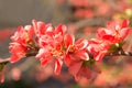 Red flowers of blooming Japanese quince at spring season
