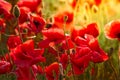 Red flowers of blooming poppies in the warm colors Royalty Free Stock Photo