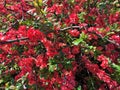 Red flowers on the branches of tree in the park Royalty Free Stock Photo