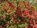 Red flowers on the branches of tree in the park Royalty Free Stock Photo