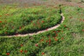 Red flowers blooming (wild anemones).