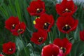 Red flowers blossom poppies. Beautiful blooming in the garden Royalty Free Stock Photo