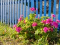 Red Flowers and Blue Picket Fence Royalty Free Stock Photo