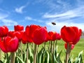 red flowers on a blue sky with bumble bee flying Royalty Free Stock Photo
