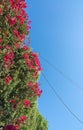 Red flowers blue sky Royalty Free Stock Photo