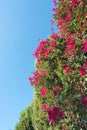 Red flowers blue sky Royalty Free Stock Photo